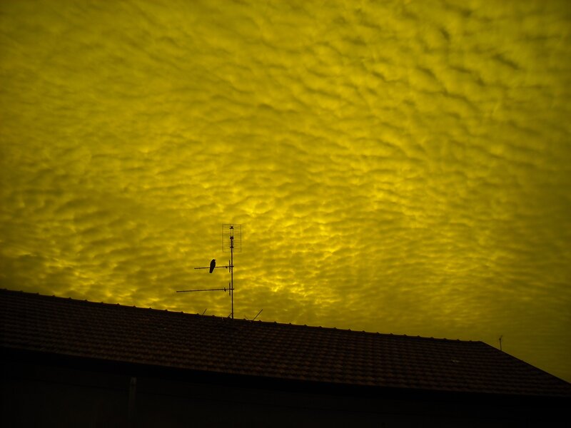 Bird on antenna at sunset