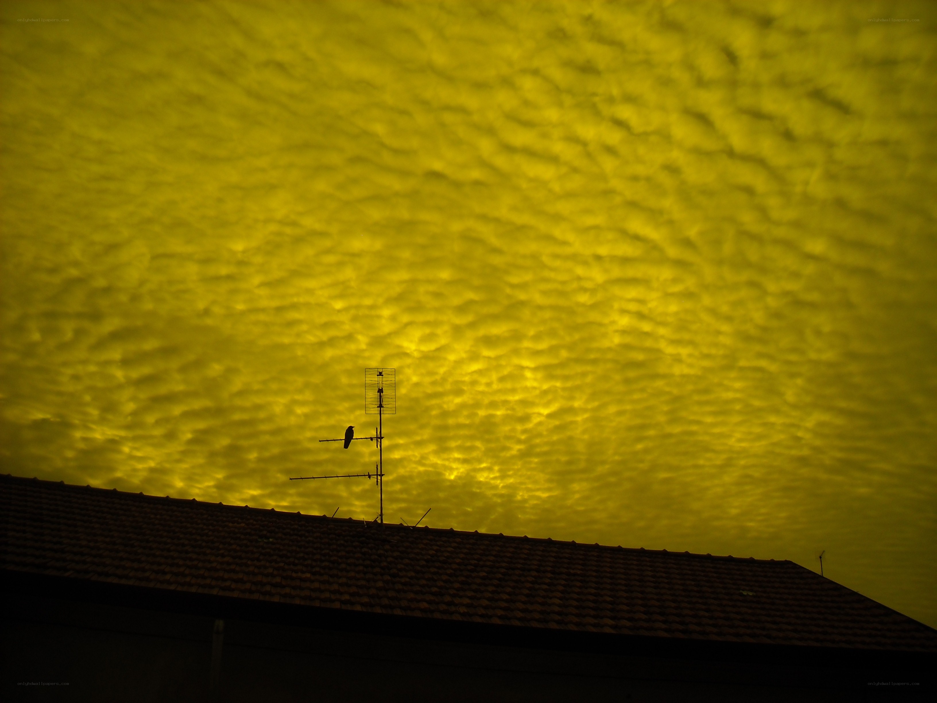 Bird on antenna at sunset