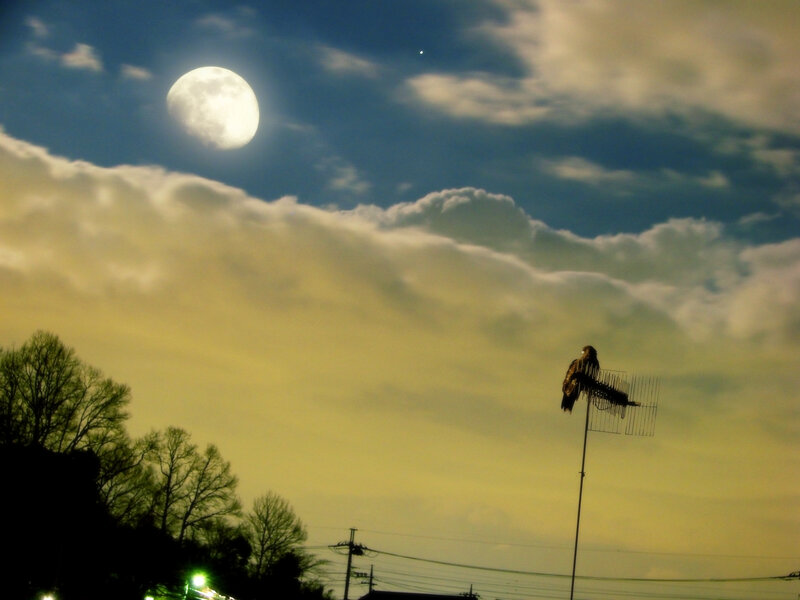 Bird on Antenna
