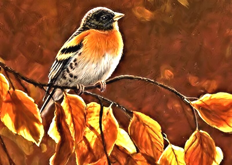 Bird on Autumn Branch — Orange, Calm
