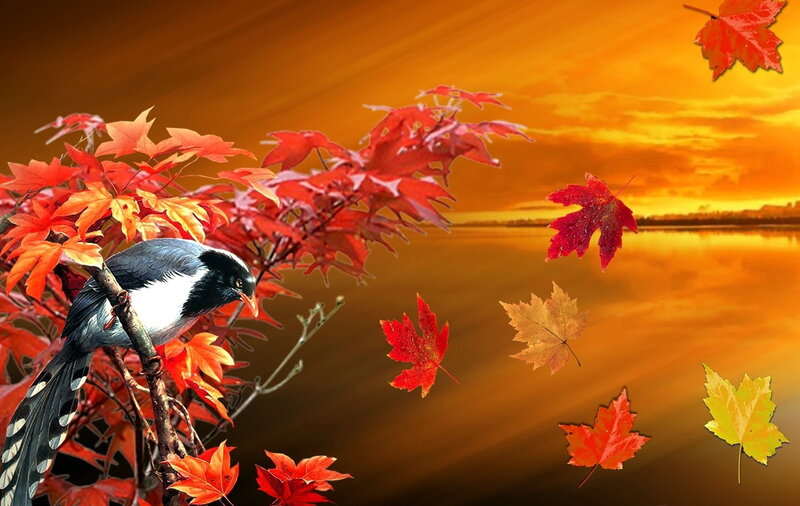Bird on Autumn Branch — Orange, Serene, Sunset