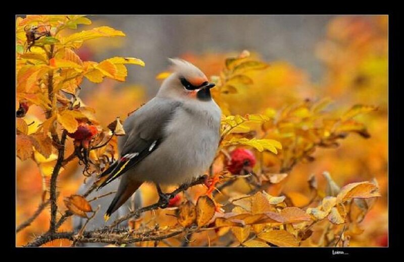 Bird on Autumn Branch — Yellow