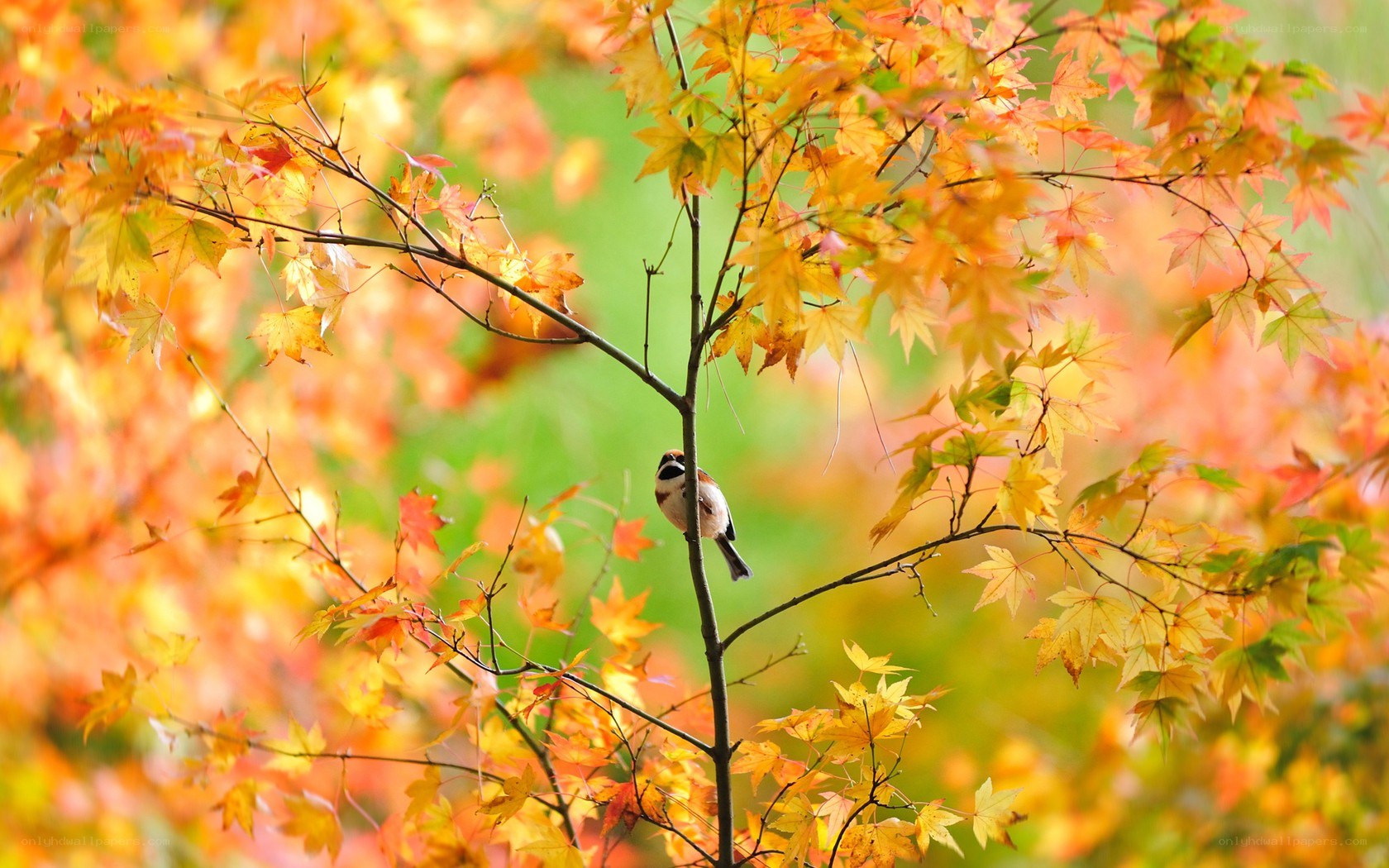 Bird on autumn branch