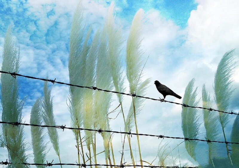 Bird on Barbed Wire — Blue, Serene