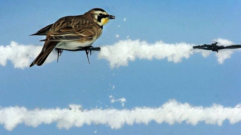 Bird on Barbed Wire — Blue