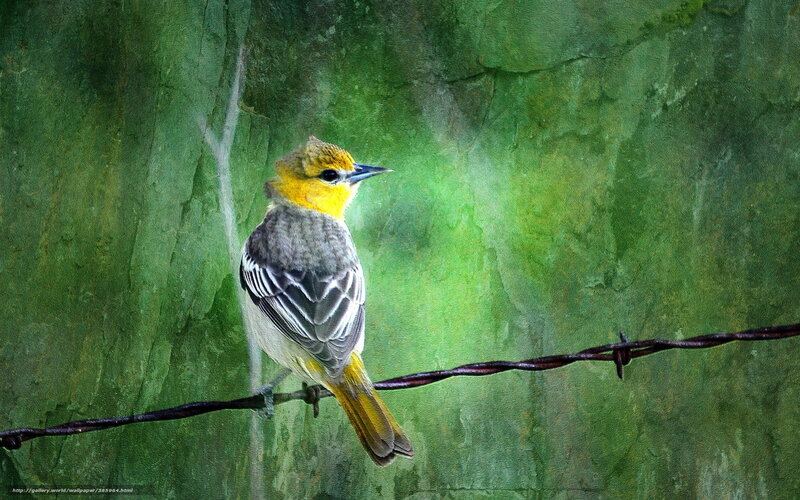 bird on barbed wire