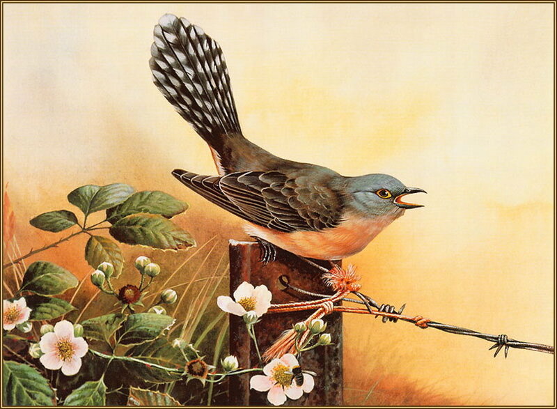 Bird on Barbed Wire — Yellow