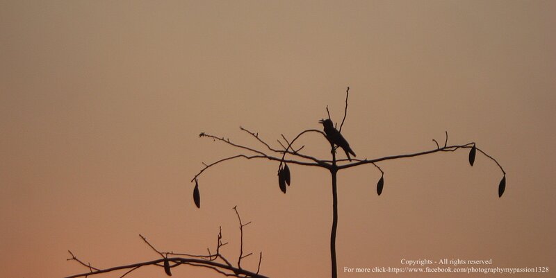 Bird on Bare Branch — Orange