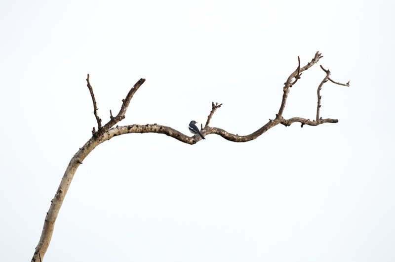 Bird on Bare Branch — White