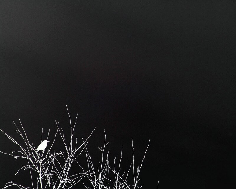Bird on Bare Branches — Black, Dramatic