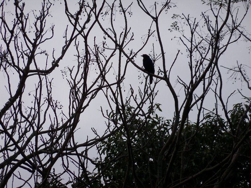 Bird on Bare Branches — Black