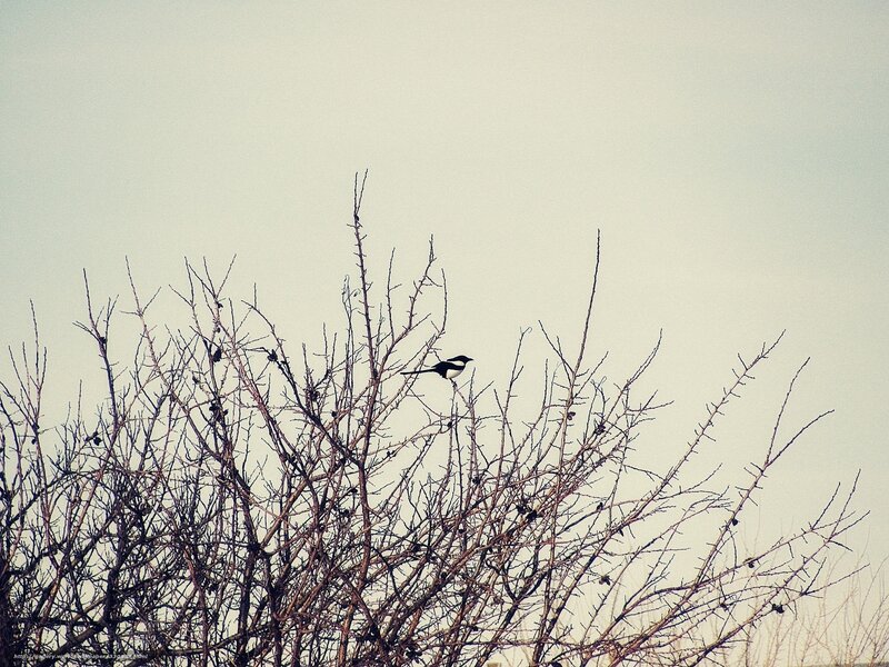 bird on bare branches