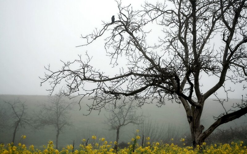 Bird on Bare Tree — Gray