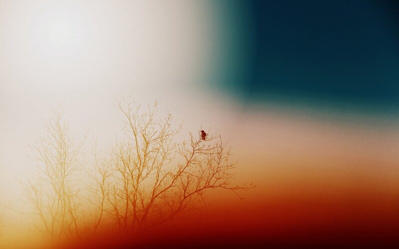 Bird on Bare Tree — Red