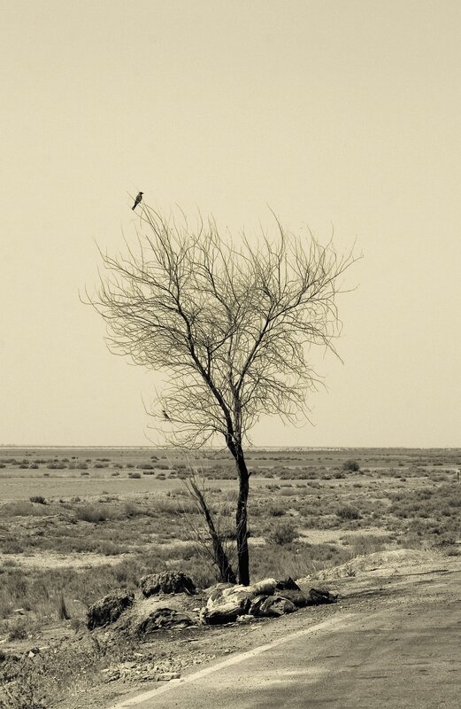 Bird on Bare Tree — Sepia