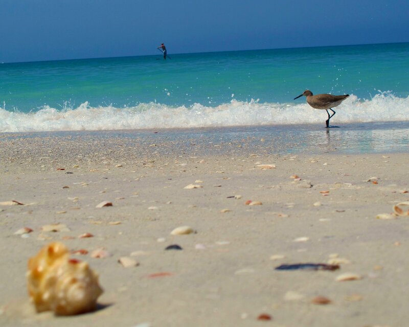 Bird on Beach
