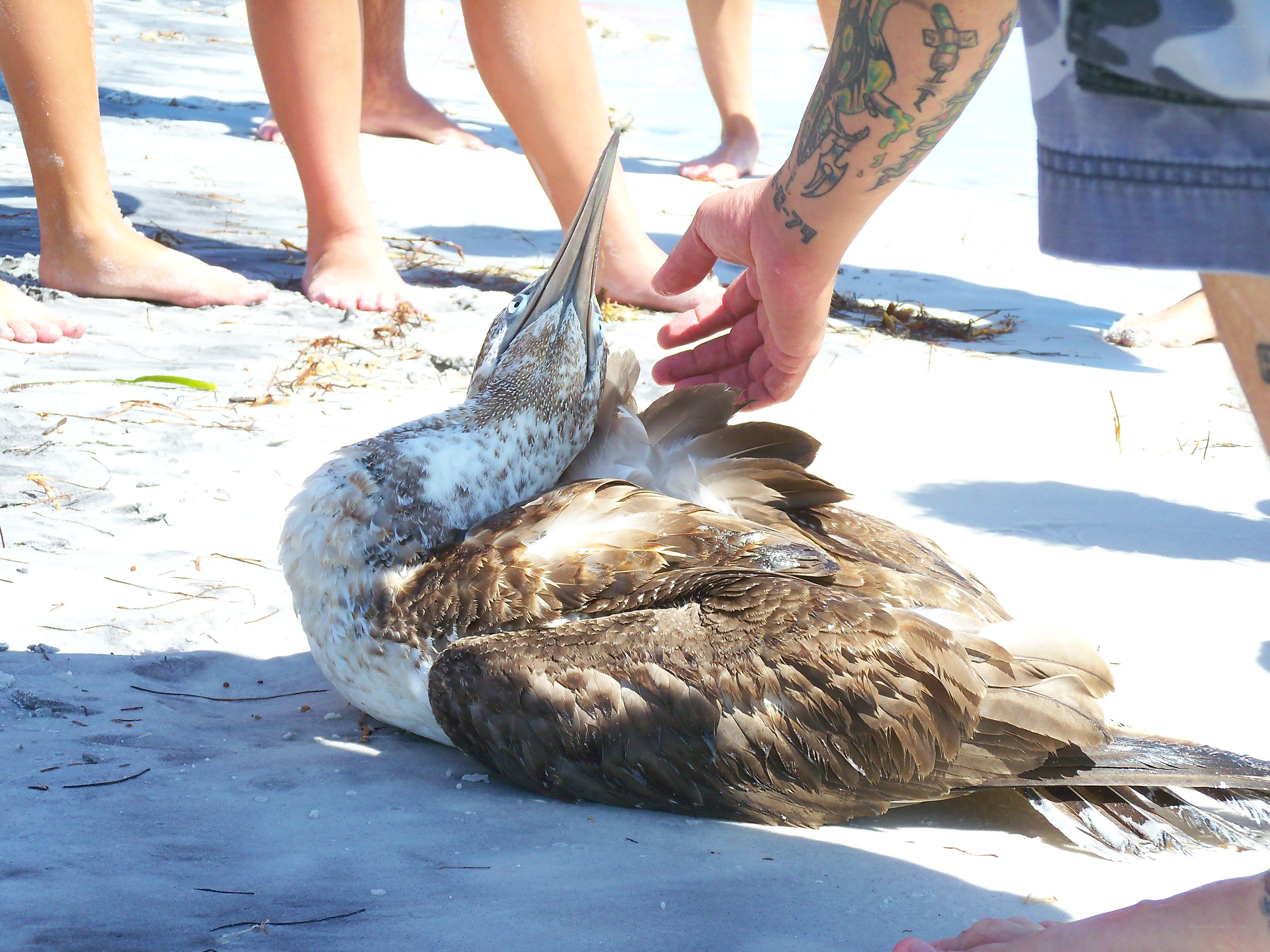 Bird on beach with people