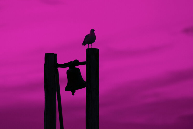 Bird on Bell Post