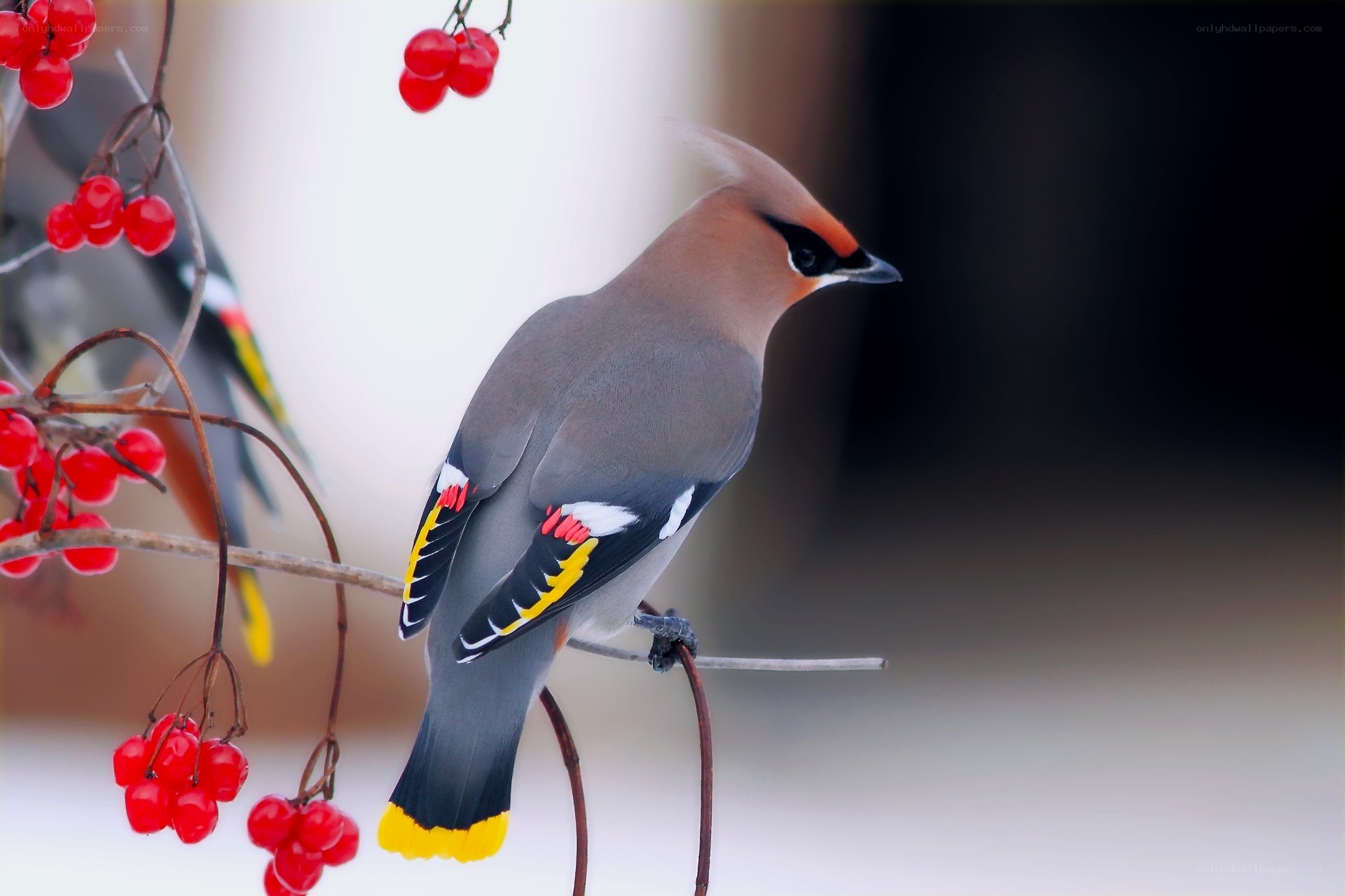 bird on berry branch