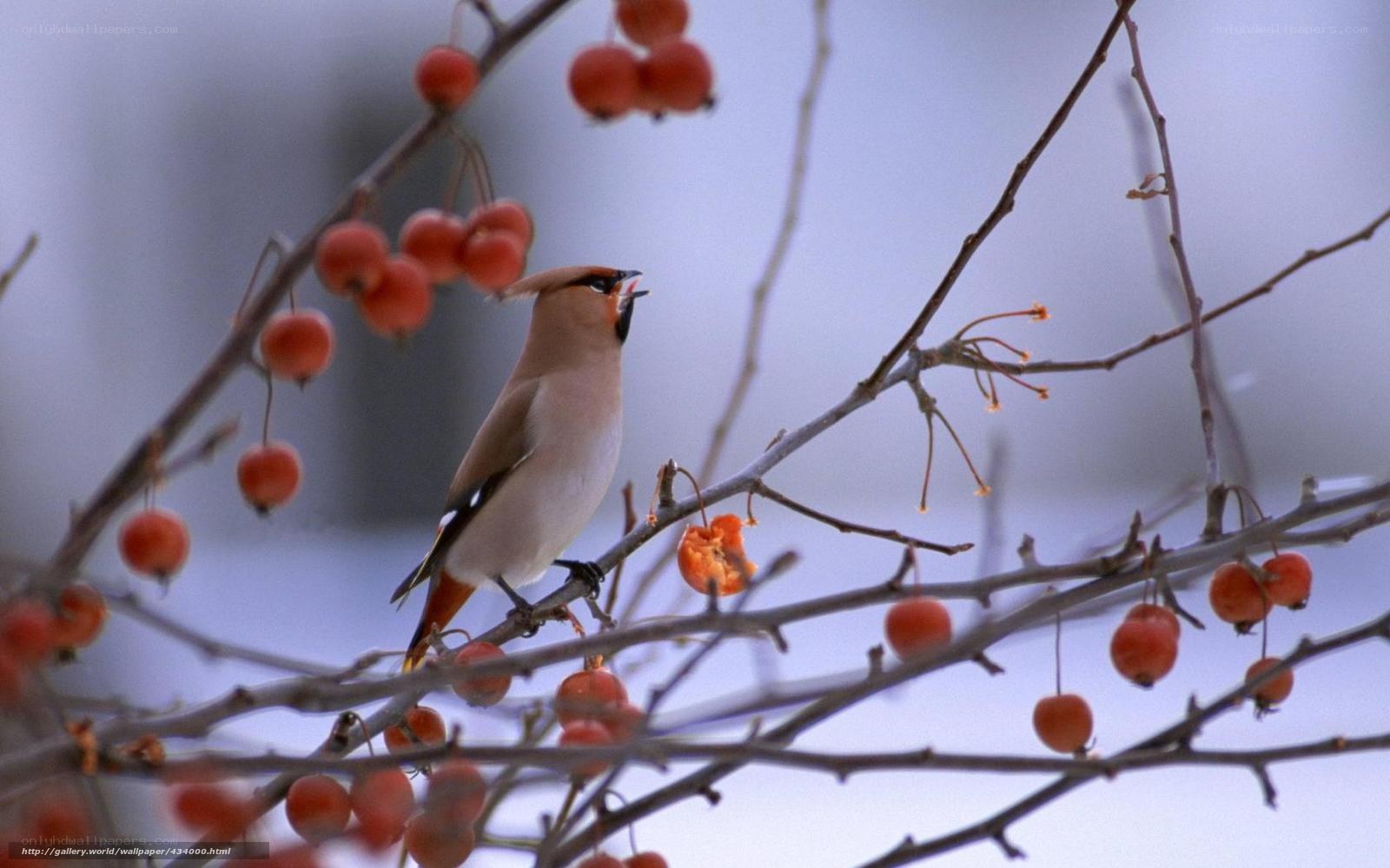 bird on berry branch