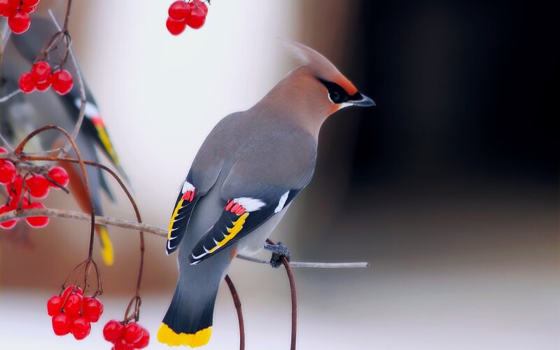 bird on berry branch