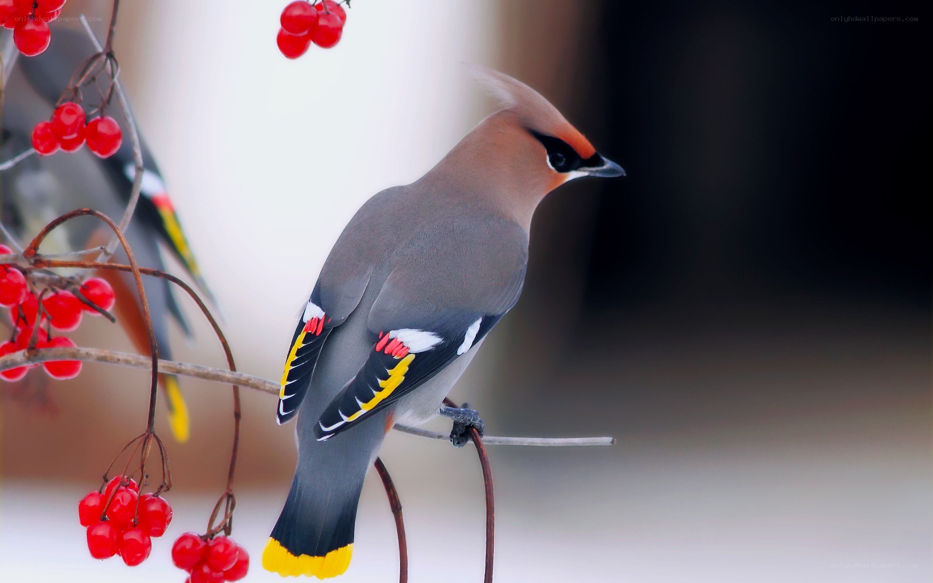 bird on berry branch