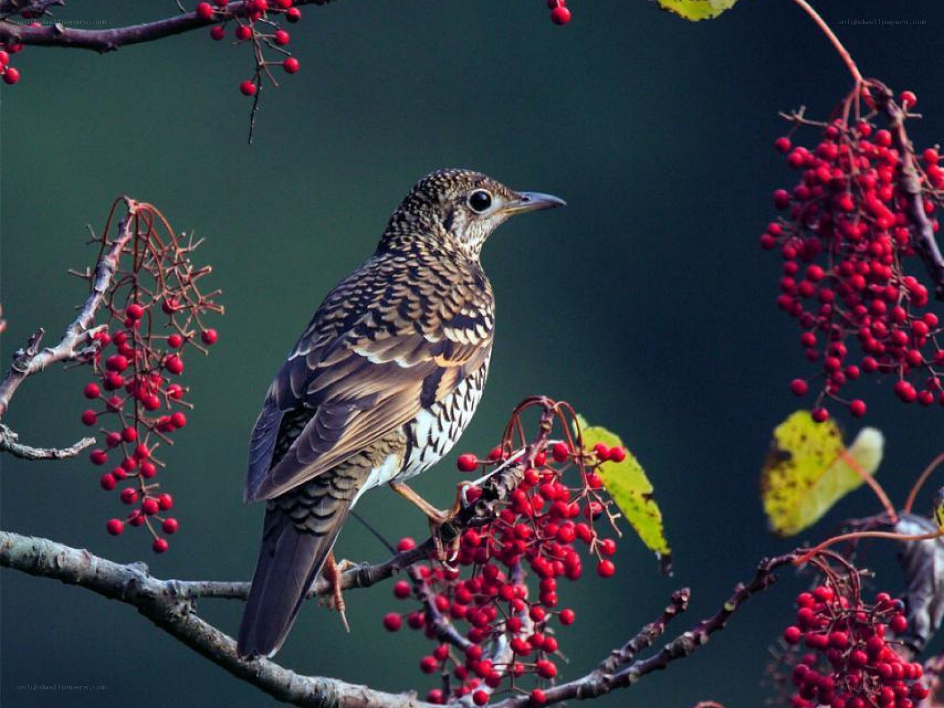 bird on berry branch