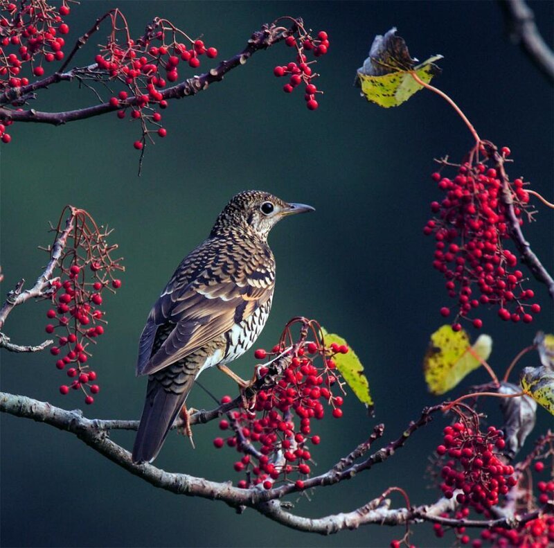 bird on berry branch