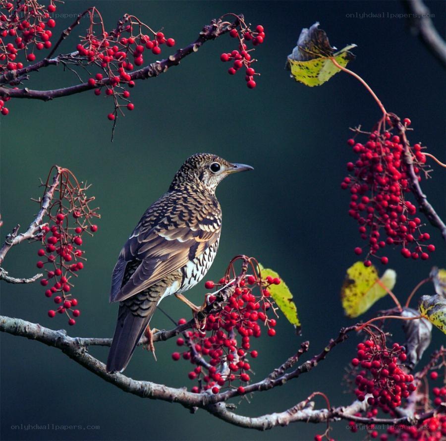 bird on berry branch