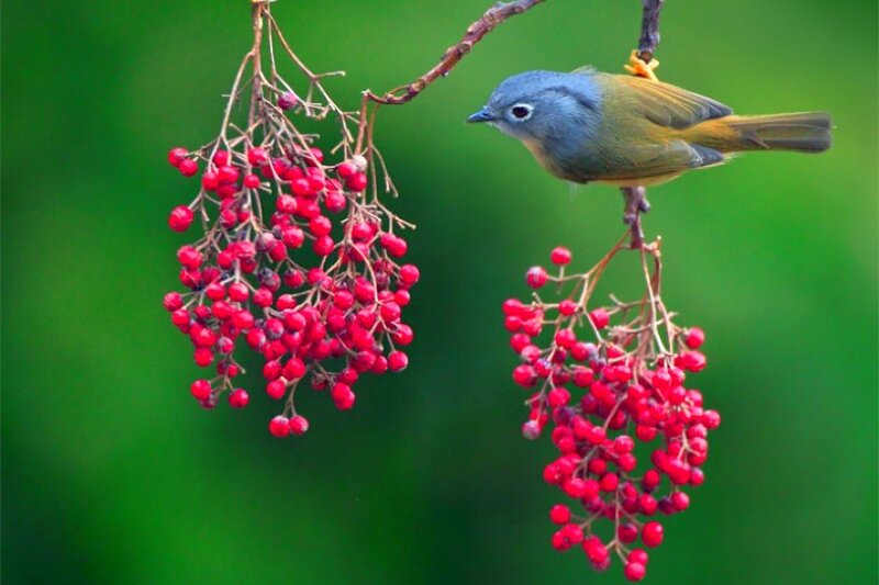 Bird on berry branch