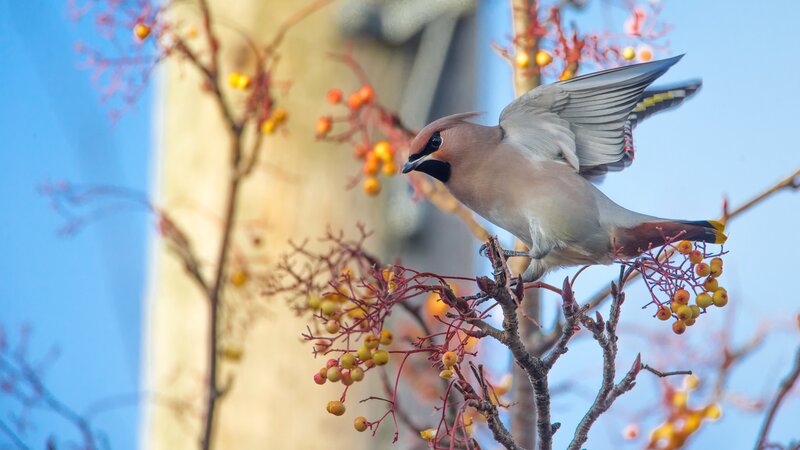 Bird on Berry Branch — Blue, Calm