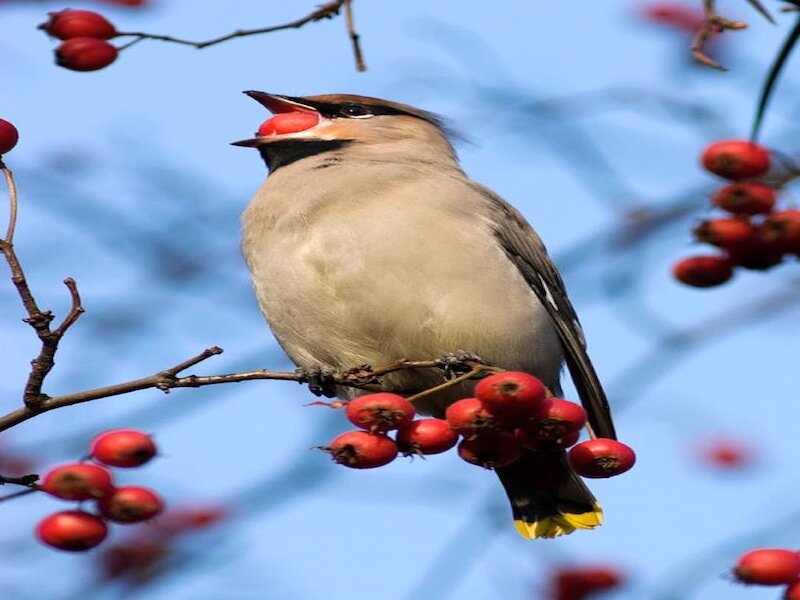 Bird on Berry Branch — Blue