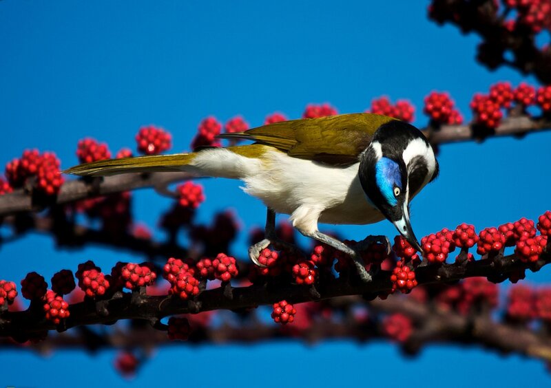 Bird on Berry Branch — Blue, Vibrant