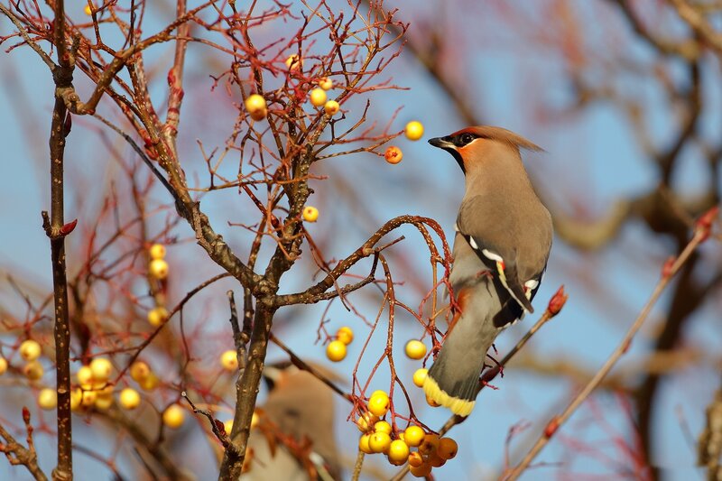 Bird on Berry Branch — Brown, Calm, Autumn