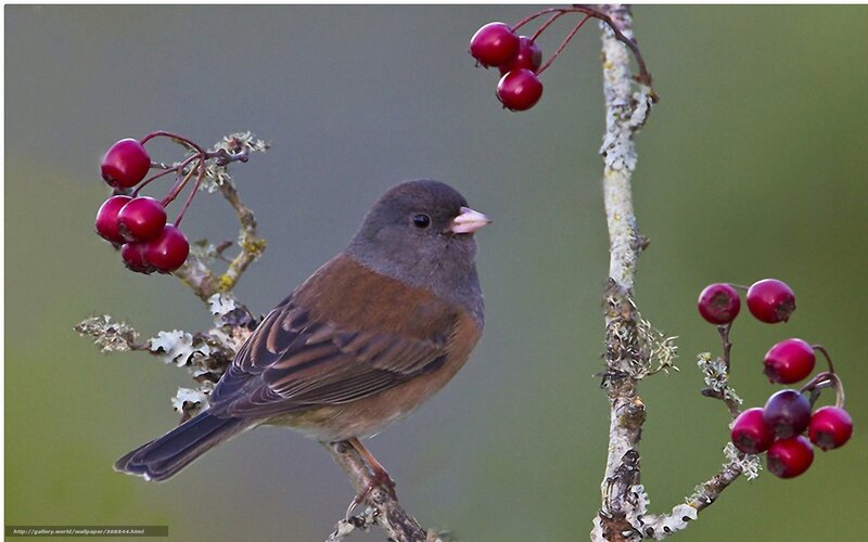 Bird on Berry Branch — Brown, Calm, Photograph