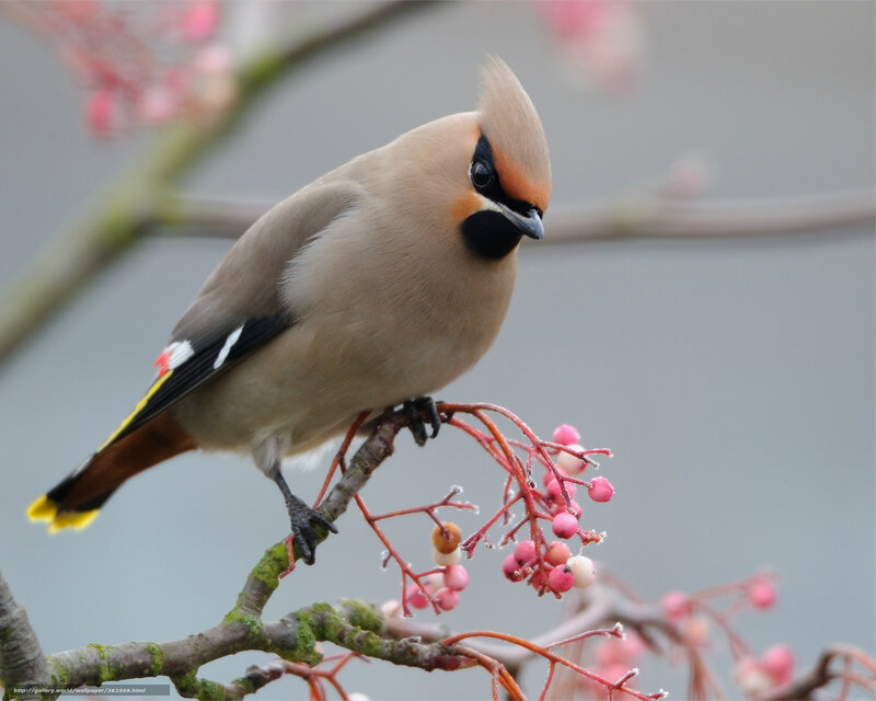 Bird on Berry Branch — Brown, Calm, Spring, Photograph