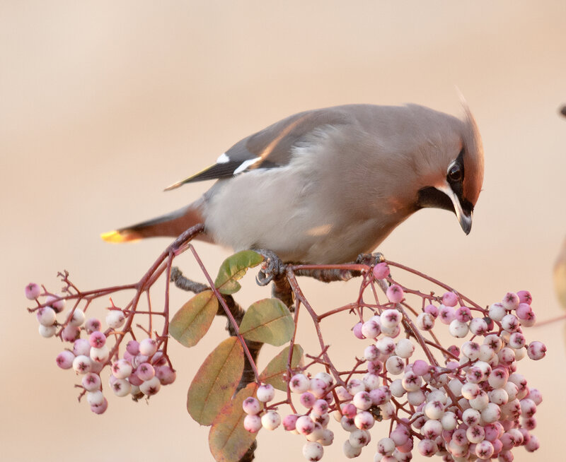 Bird on Berry Branch — Brown, Calm, Sunset