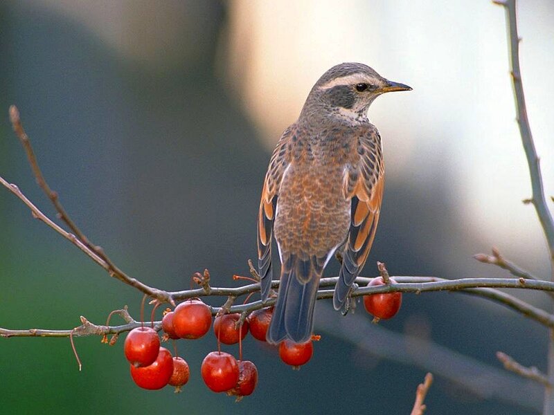 Bird on Berry Branch — Brown, Calm