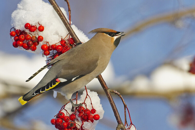 Bird on Berry Branch — Brown, Calm, Winter, Photograph