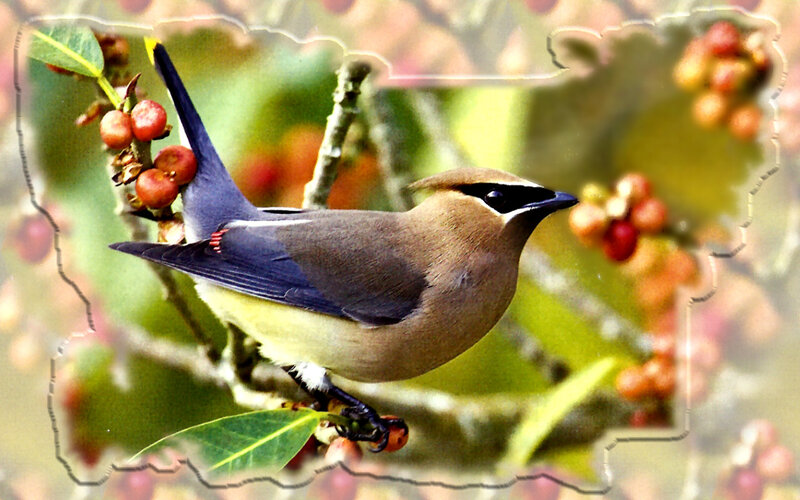Bird on Berry Branch — Brown, Natural