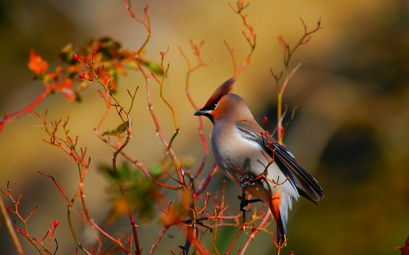 Bird on Berry Branch — Brown, Serene