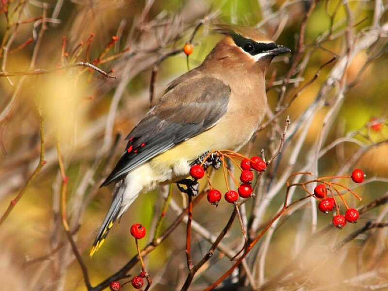 Bird on Berry Branch — Brown
