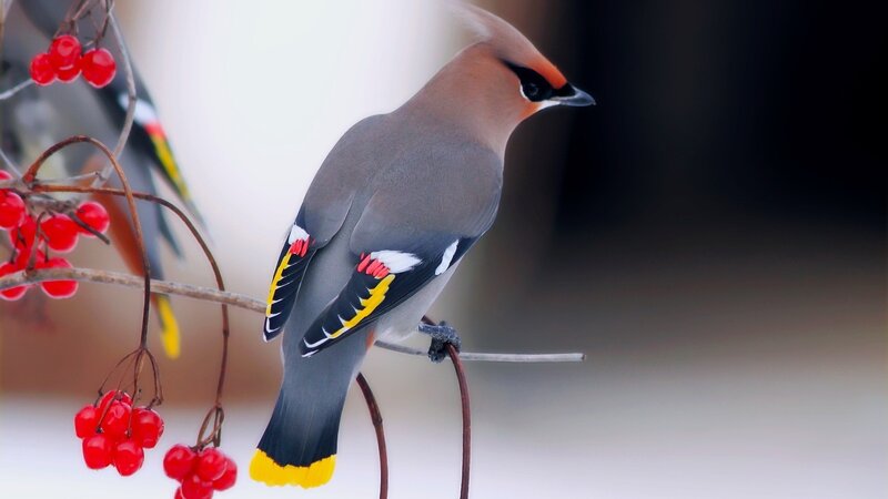 Bird on Berry Branch — Gray, Calm