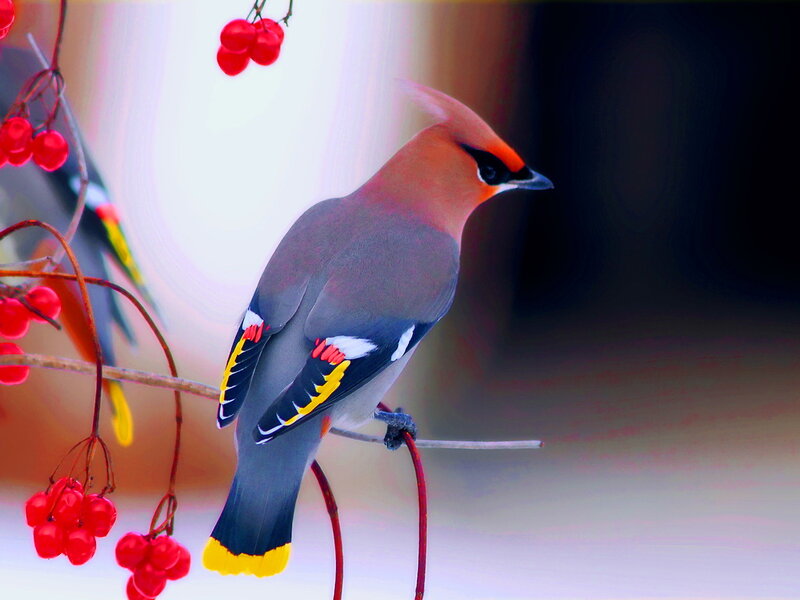 Bird on Berry Branch — Gray, Serene