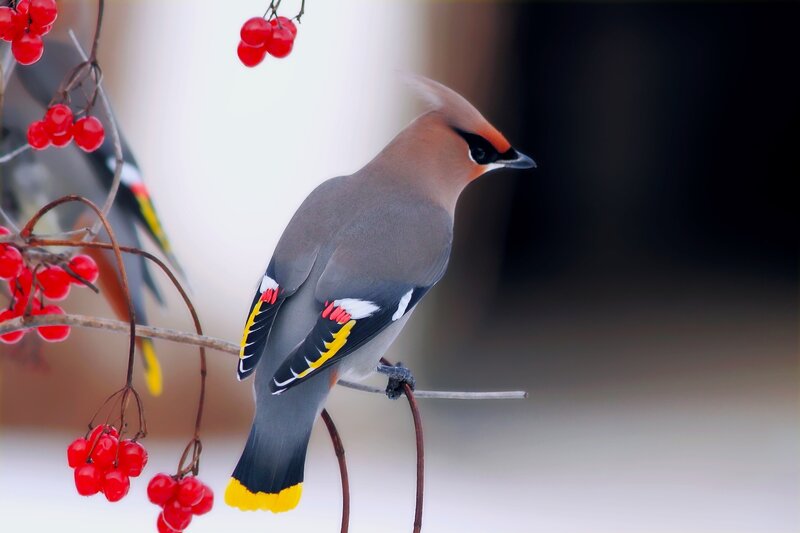 Bird on Berry Branch — Gray, Serene, Winter, Photograph, Berries, Snow