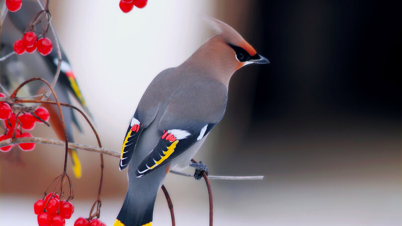 Bird on Berry Branch — Gray