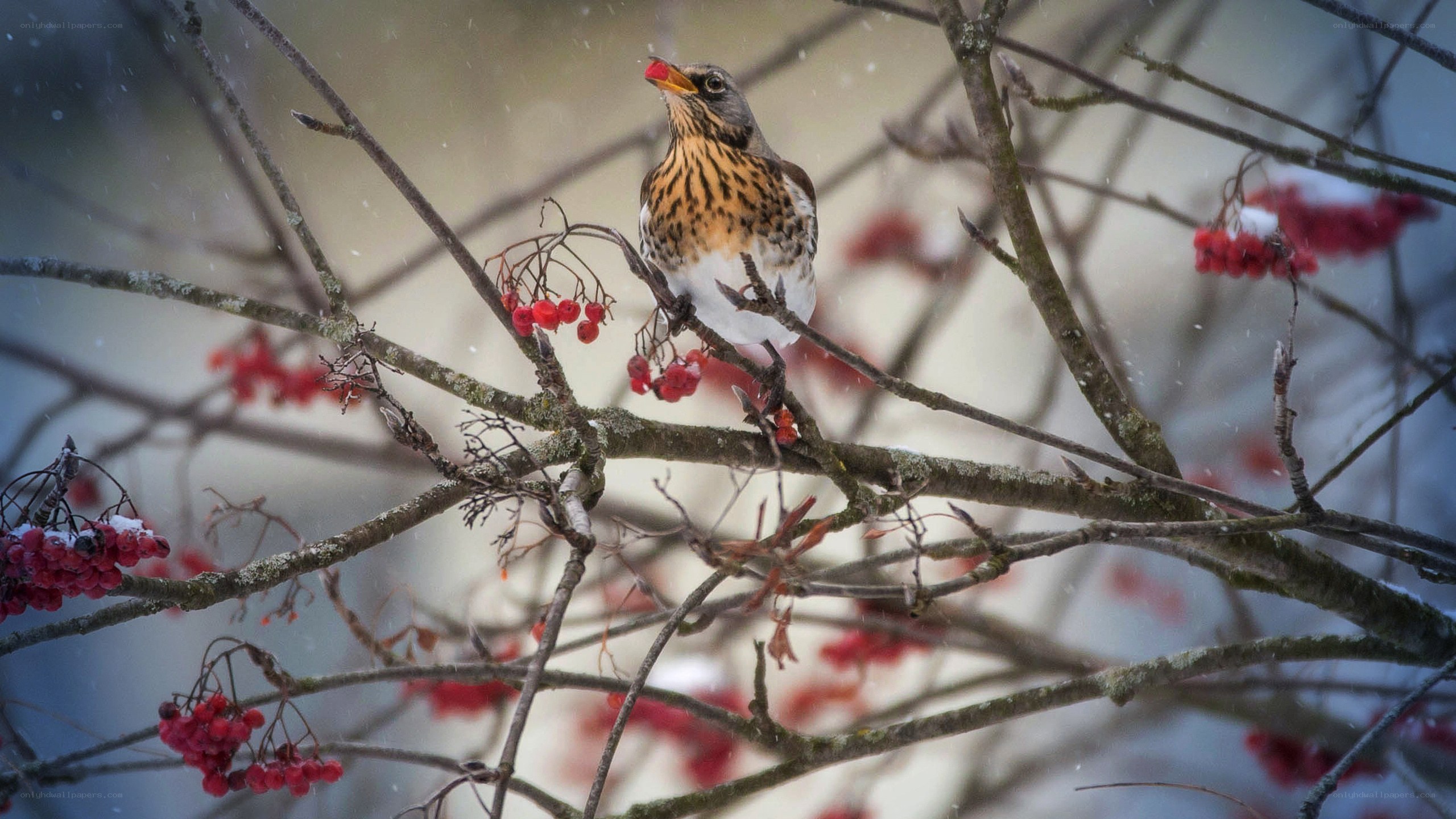 Bird on berry branch in snow