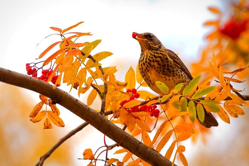 Bird on Berry Branch — Orange
