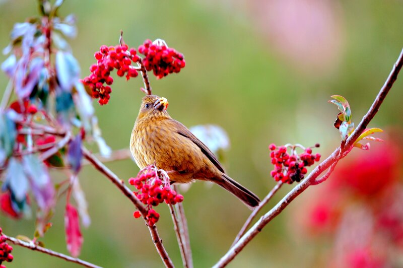 Bird on Berry Branch — Red, Calm, Autumn