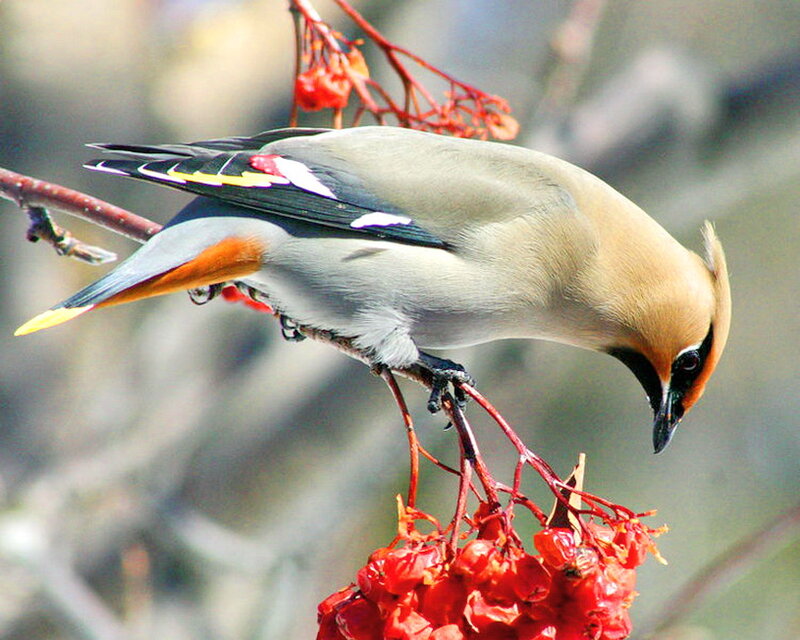Bird on Berry Branch — Red, Calm